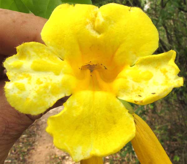 MELLOA QUADRIVALVIS, flower from front