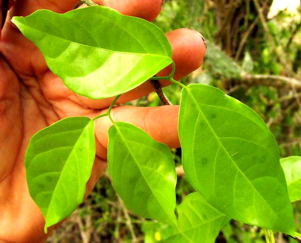 MELLOA QUADRIVALVIS, leaves