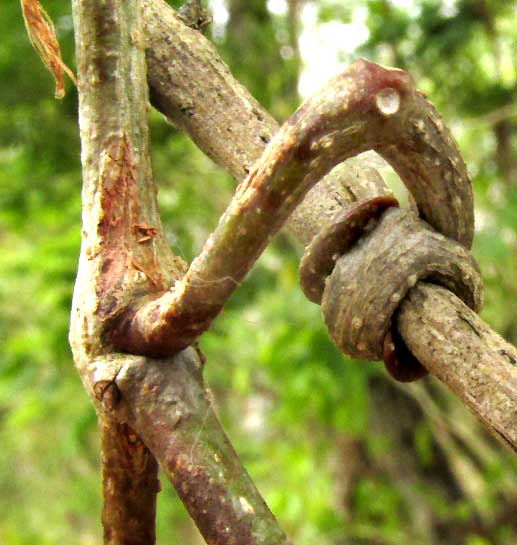 MELLOA QUADRIVALVIS, woody tendril