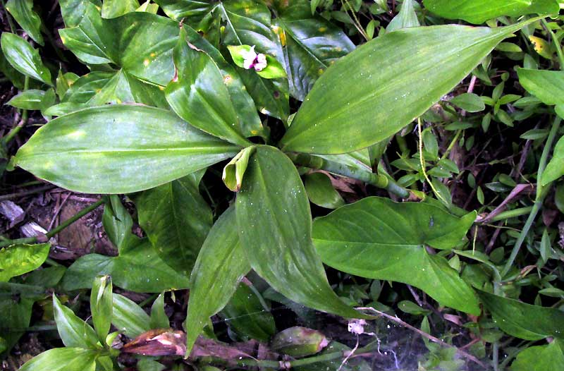 Gentian-leaved Spiderwort, TRADESCANTIA ZANONIA