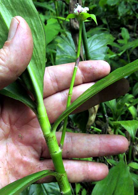 Gentian-leaved Spiderwort, TRADESCANTIA ZANONIA, peduncle