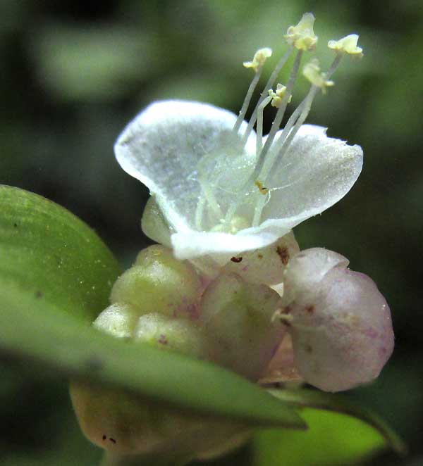 Gentian-leaved Spiderwort, TRADESCANTIA ZANONIA; flower cluster