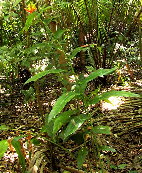 Yellow Heliconia, HELICONIA AURANTIACA, habitat