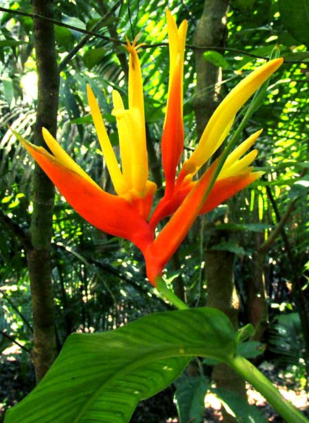 Yellow Heliconia, HELICONIA AURANTIACA, flowering head