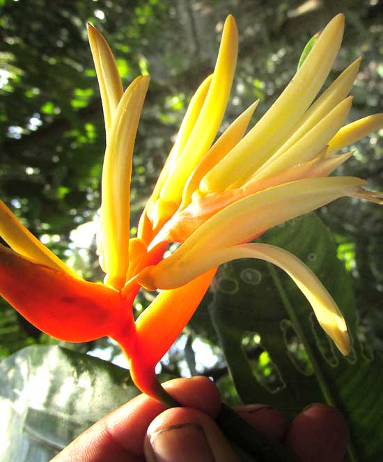 Yellow Heliconia, HELICONIA AURANTIACA, flowers