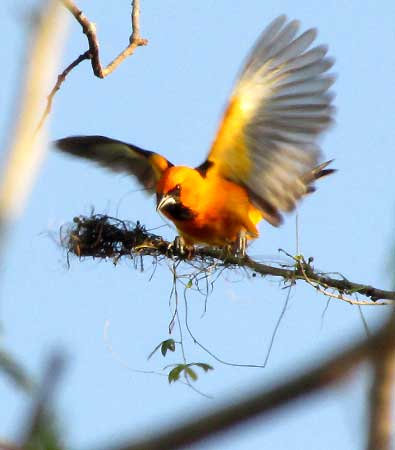 Altamira Oriole starting nest