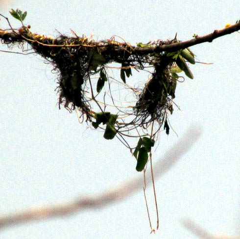 Altamira Oriole nest in early stage