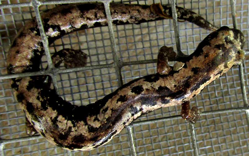 Yucatan Salamander, BOLITOGLOSSA YUCATANA