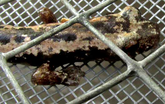 Yucatan Salamander, BOLITOGLOSSA YUCATANA, head & front legs