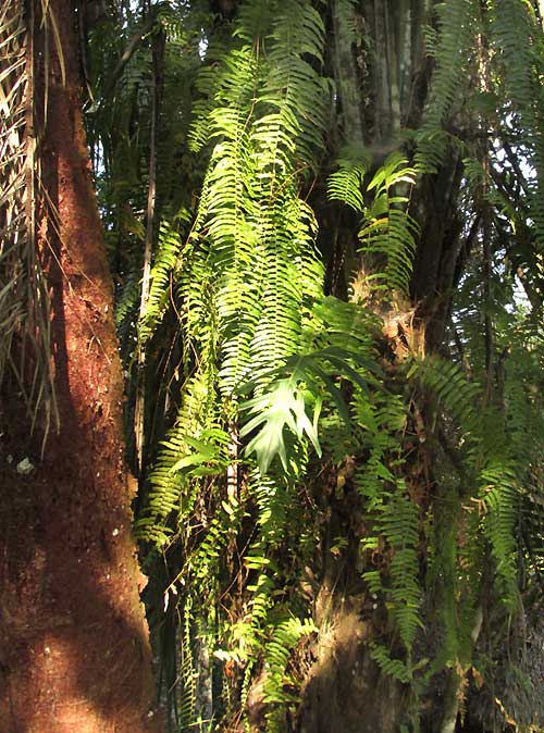 Giant Sword Fern, NEPHROLEPIS BISERRATA, epiphyte on palm trunk