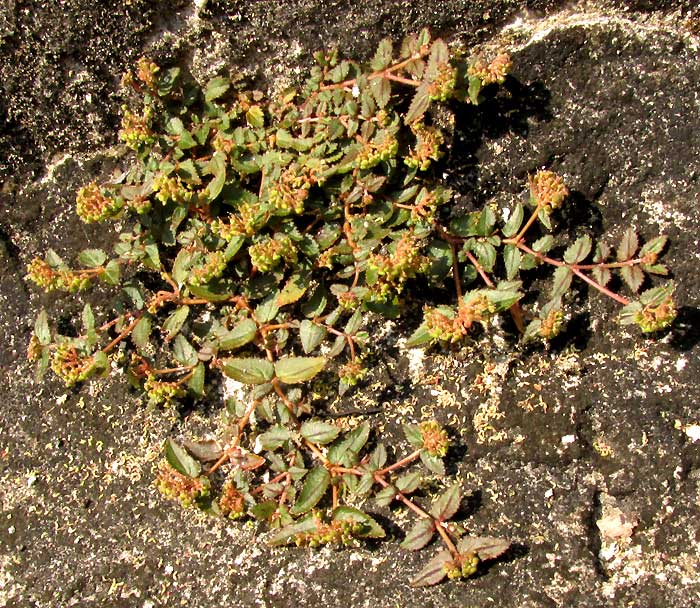 EUPHORBIA OPHTHALMICA