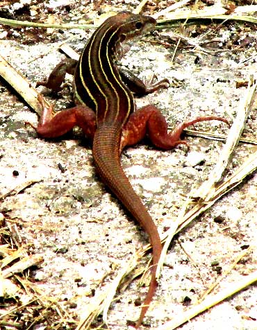 Yucatán Whiptail, CNEMIDOPHORUS ANGUSTICEPS, rear view emphasizing reddish rear end and lines along side