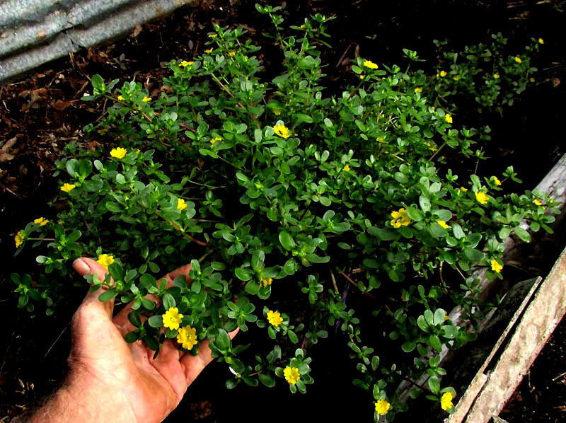 Purslane, PORTULACA OLERACEAE