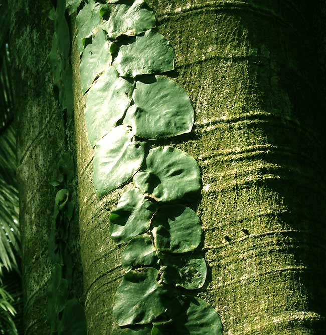 MONSTERA TUBERCULATA, immature vine climbing tree trunk