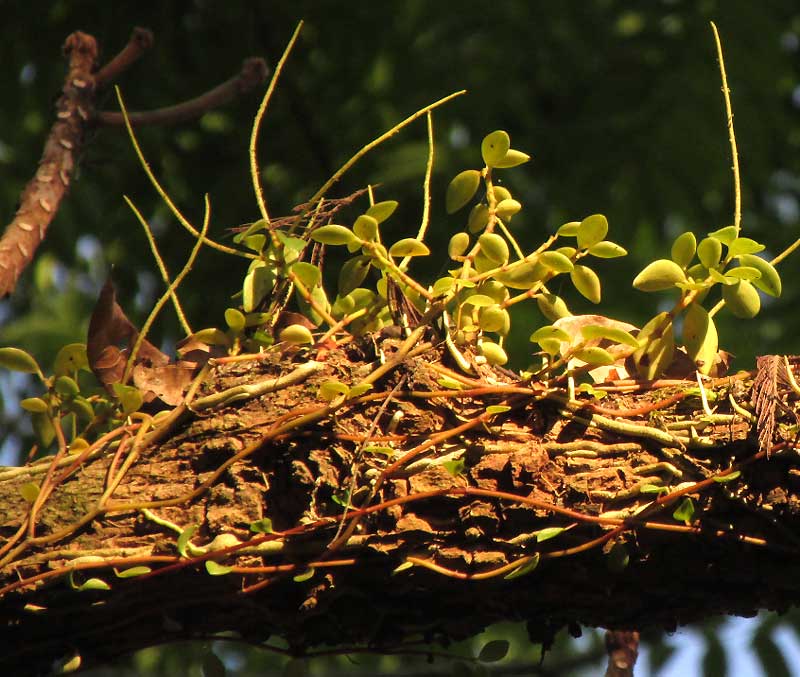 Four-leafed Peperomia, PEPEROMIA QUADRIFOLIA