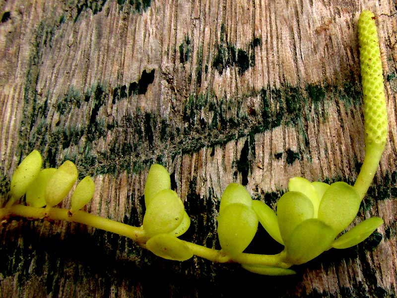 Four-leafed Peperomia, PEPEROMIA QUADRIFOLIA, immature spike and terminal leaf close-up