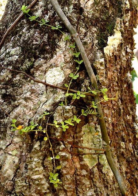 Four-leafed Peperomia, PEPEROMIA QUADRIFOLIA, young plant getting established on tree trunk