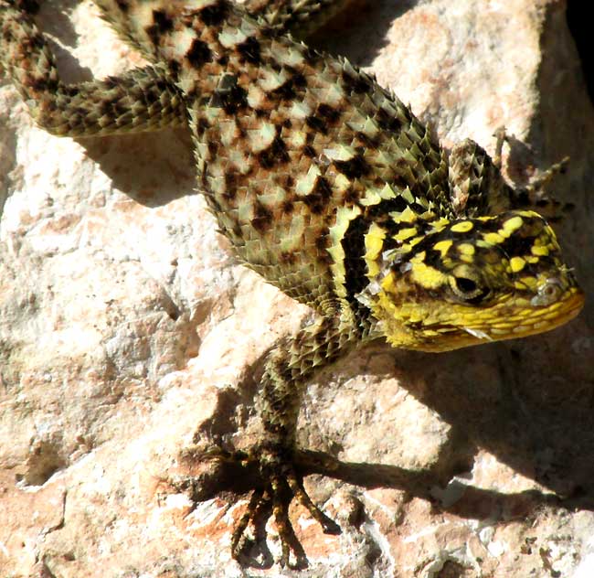 immature SCELOPORUS SERRIFER SERRIFER close-up