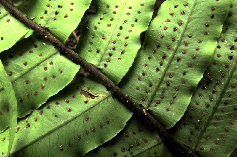 SERPOCAULON DISSIMILE, sori