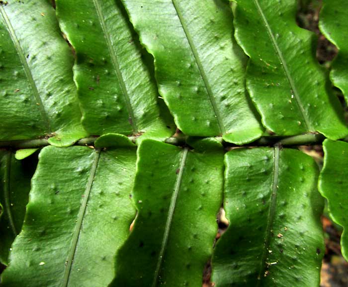 SERPOCAULON DISSIMILE, pinnae bases, blade seen from above