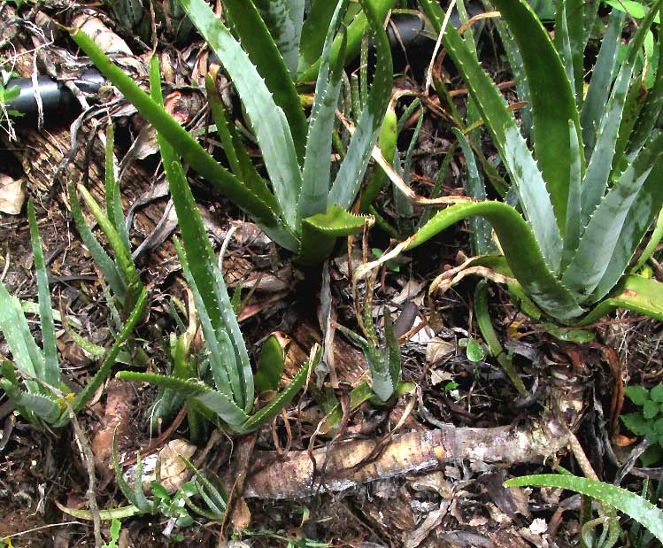 Aloe Vera with stem