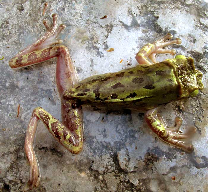 Yucatán Casqueheaded Treefrog, TRIPRION PETASATUS