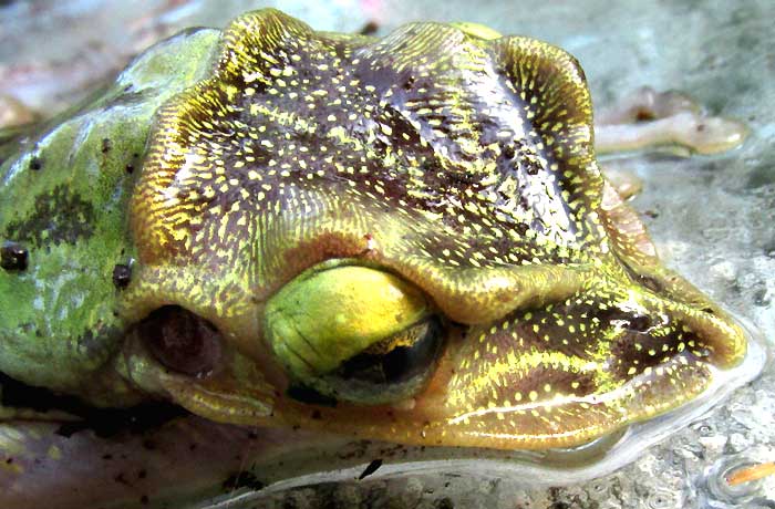 Yucatán Casqueheaded Treefrog, TRIPRION PETASATUS, head from side