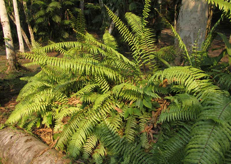 Rough Sword Fern, NEPHROLEPIS HIRSUTULA