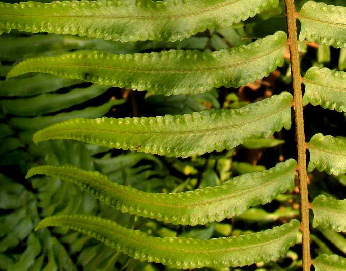 Rough Sword Fern, NEPHROLEPIS HIRSUTULA, pinnae from top, and hairy stipe