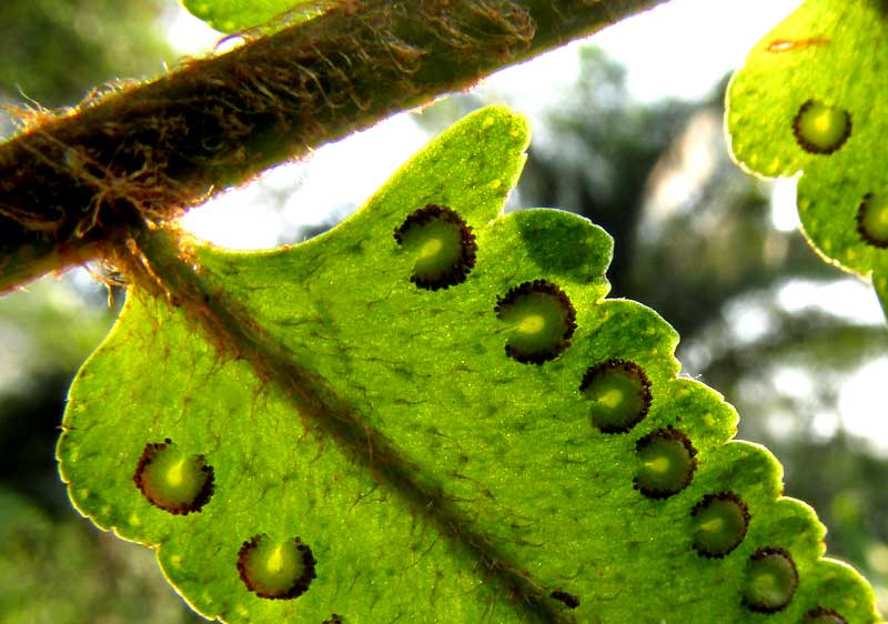 Rough Sword Fern, NEPHROLEPIS HIRSUTULA, sori and hairy blade underside