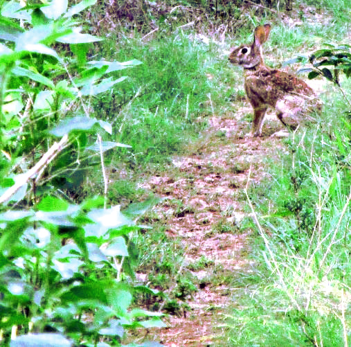 Yucatan Cottontail, SYLVILAGUS FLORIDANUS YUCATANICUS