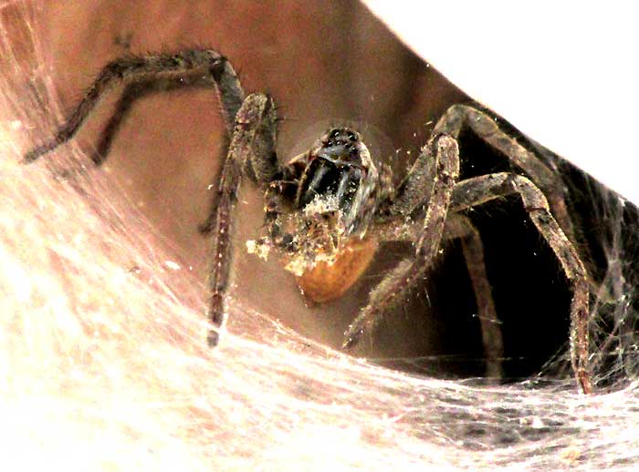 American Grass Spider, Agelenopsis, with horsefly