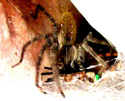 American Grass Spider, Agelenopsis, dorsal view
