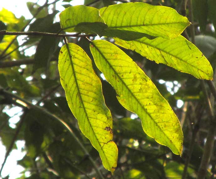 Sansapote, LICANIA PLATYPUS, leaves