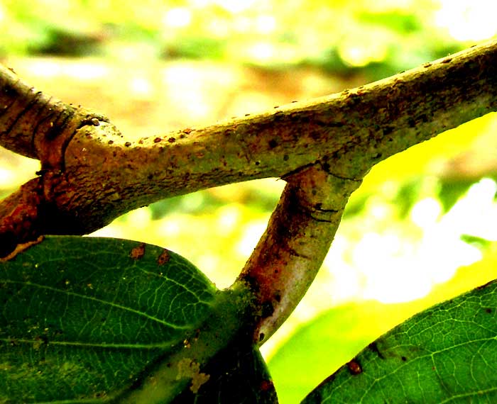 Sansapote, LICANIA PLATYPUS, rounded petiole