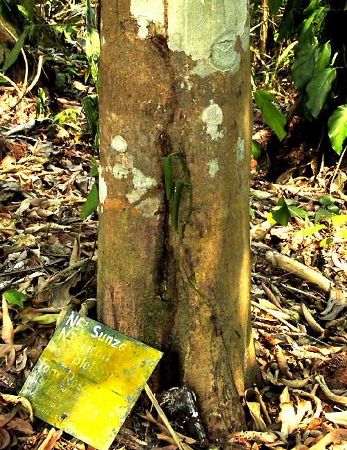 Sansapote, LICANIA PLATYPUS, trunk