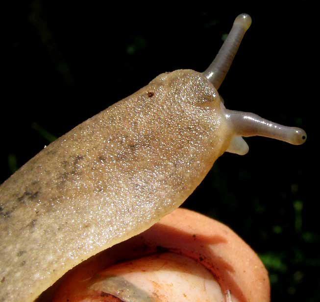 Bean Slug, SARASINULA PLEBEIA, antennae & eye stalks