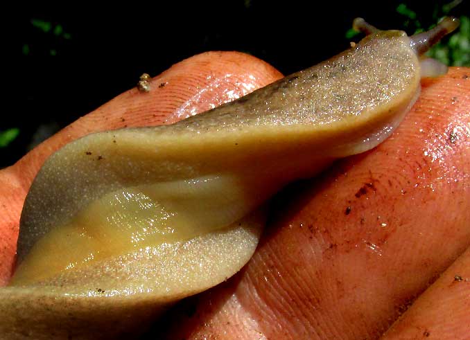 Bean Slug, SARASINULA PLEBEIA, bottom