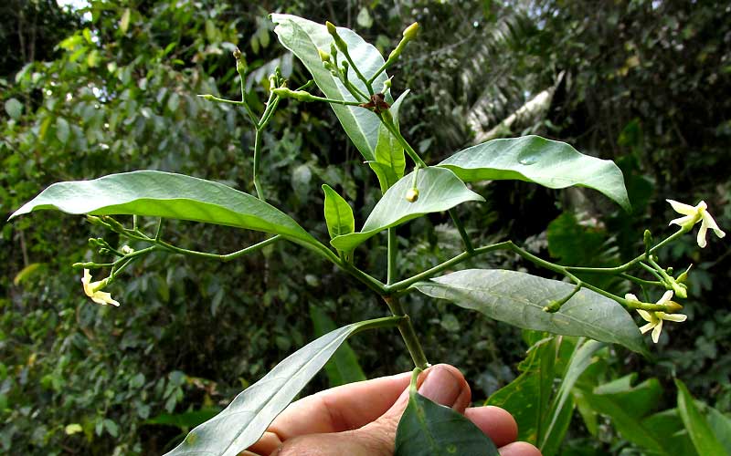TABERNAEMONTANA AMYGDALIFOLIA, inflorescence & leaves