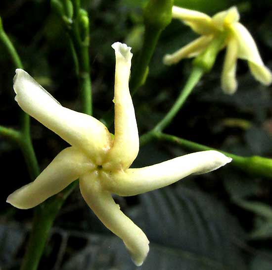 TABERNAEMONTANA AMYGDALIFOLIA, flower