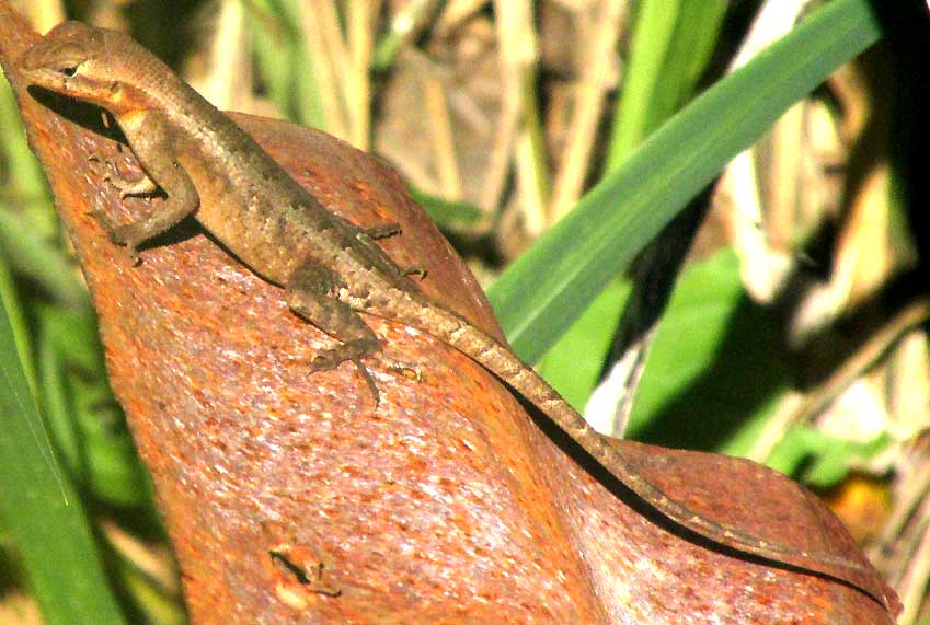 Yucatán Spiny Lizard, SCELOPORUS CHRYSOSTICTUS, female