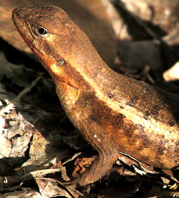 Yucatán Spiny Lizard, SCELOPORUS CHRYSOSTICTUS, female, front of body