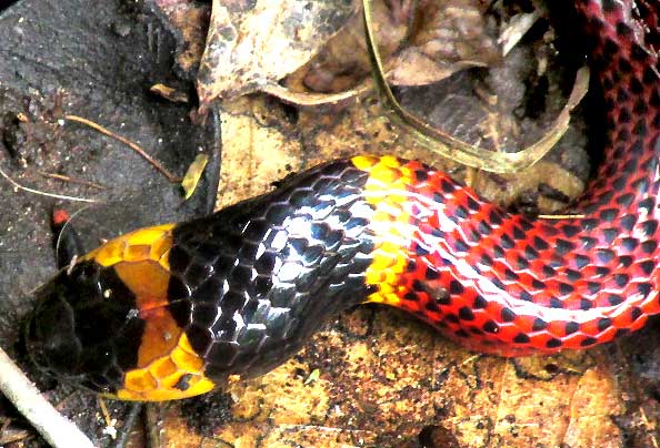 Variable Coral Snake, MICRURUS DIASTEMA, having almost finished swallowing a Ringed Snail-eater, SIBON SARTORII