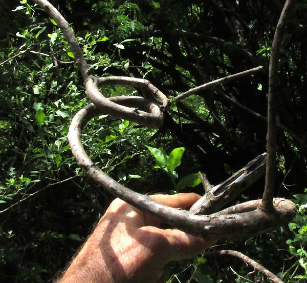 SENEGALIA [ACACIA] GAUMERI, vining woody stems forming loops
