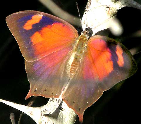 Thorn-scrub Leafwing, FOUNTAINEA HALICE, basking