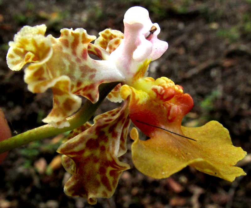 Trichocentrum (Oncidium) ascendens, flower