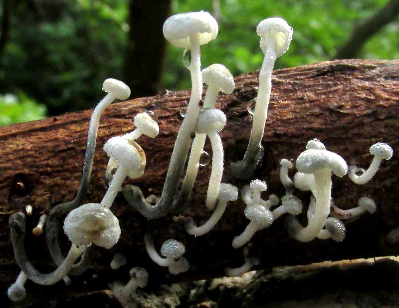 collybioid mushroom on woody twig