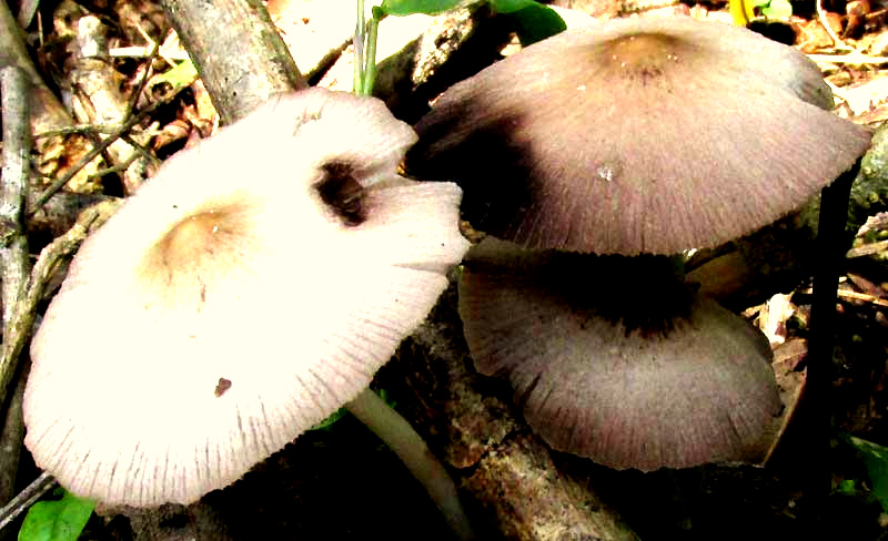 Psathyrella