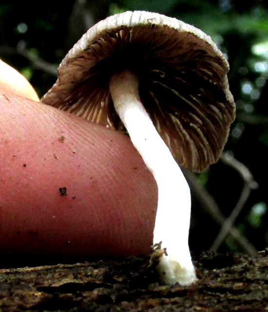 Psathyrella, side view