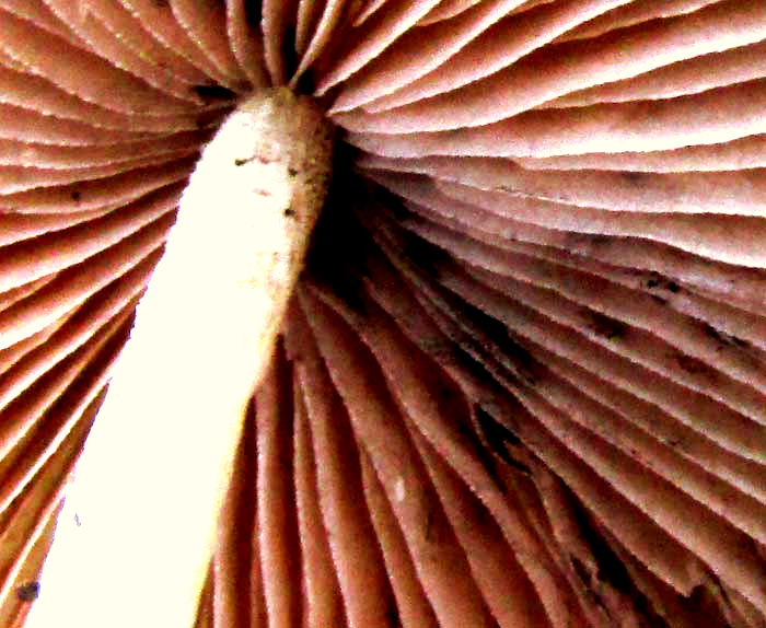 Psathyrella, stem meets gills